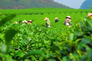 vietnam-tea-farm